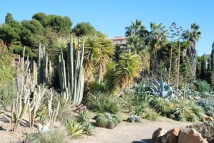 Cactus in botanic garden